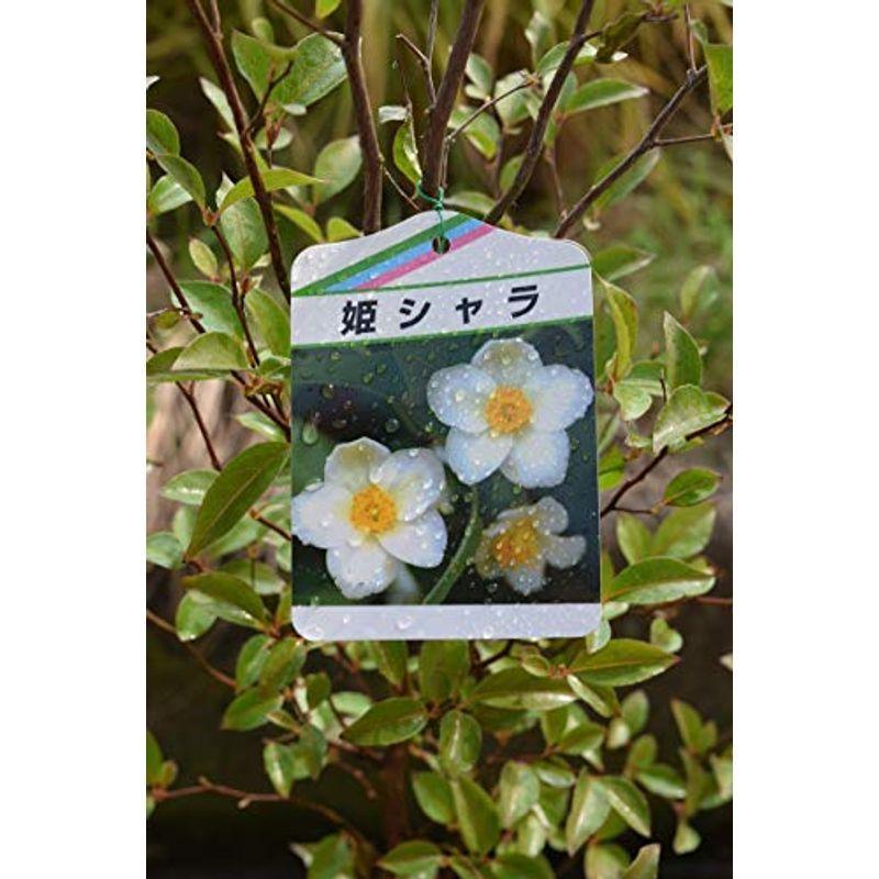 姫シャラ苗 アロウラルラウンドショップ 通販 Yahoo ショッピング