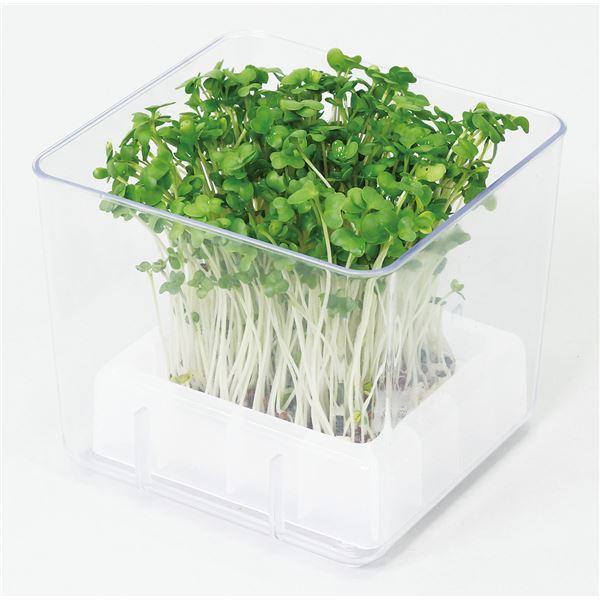 （まとめ）スプラウト栽培キット カイワレダイコン（夏工） 〔×10個セット〕送料込み