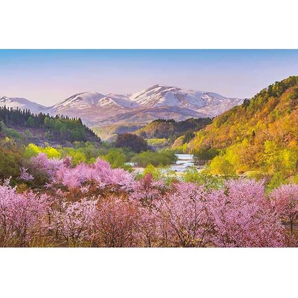 新品】ジグソーパズル 日本風景 春茜 月山と大山桜 1000ピース(50x75cm