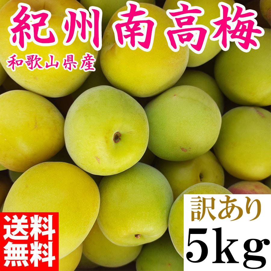 かわいい 生梅 訳あり 5ｋｇ 南高梅 青梅 M 2lサイズ 和歌山県産 朝取り 送料無料 高級ブランド 人気 規格外 サイズ混合 Terahaku Jp
