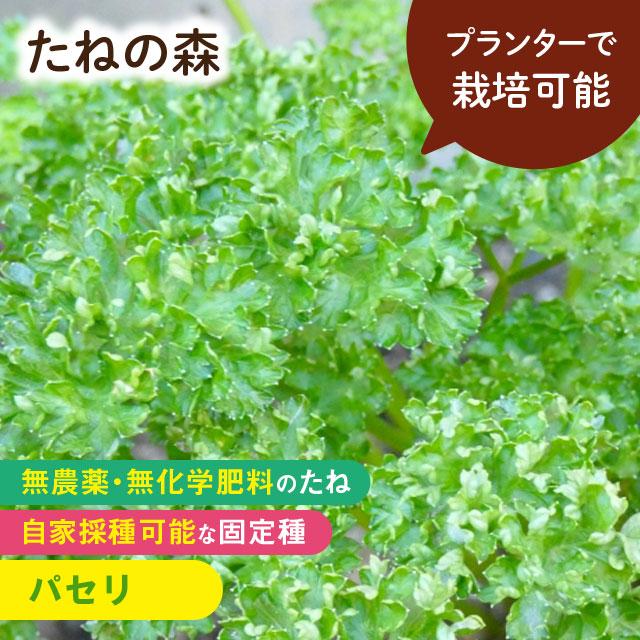 たねの森 パセリ 無農薬 無化学肥料 固定種 自家採種 プランター栽培 Mor 1017 Manai 通販 Yahoo ショッピング