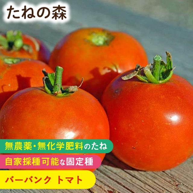 たねの森 バーバンク トマト 野菜 種 無農薬 無化学肥料 固定種 自家採種 Mori 0003 Manai 通販 Yahoo ショッピング