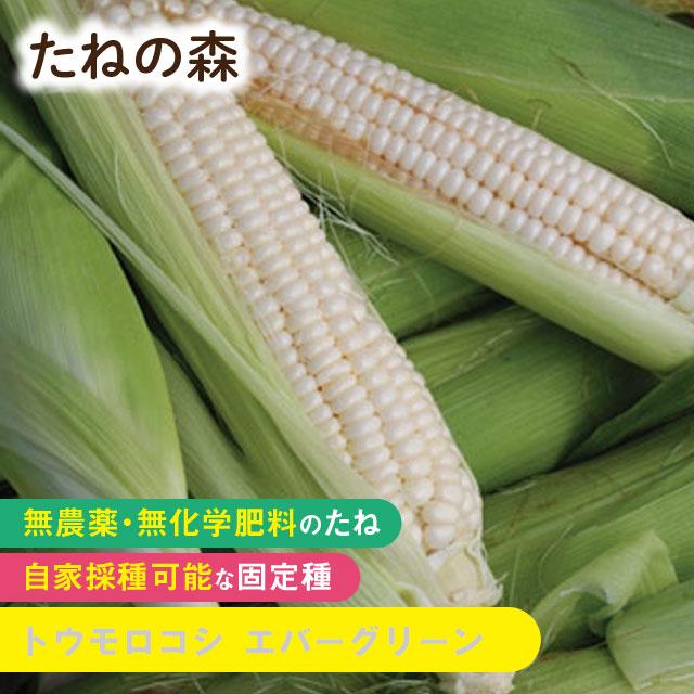 たねの森 トウモロコシ エバーグリーン 無農薬 無化学肥料 固定種 自家
