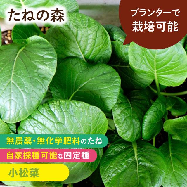 たねの森 小松菜 無農薬 無化学肥料 固定種 自家採種 プランター栽培 Mori 0113 Manai 通販 Yahoo ショッピング