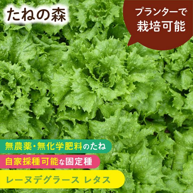 たねの森 レーヌデグラース レタス 野菜 種 無農薬 無化学肥料 固定種 自家採種 プランター栽培 Mori 0136 Manai 通販 Yahoo ショッピング