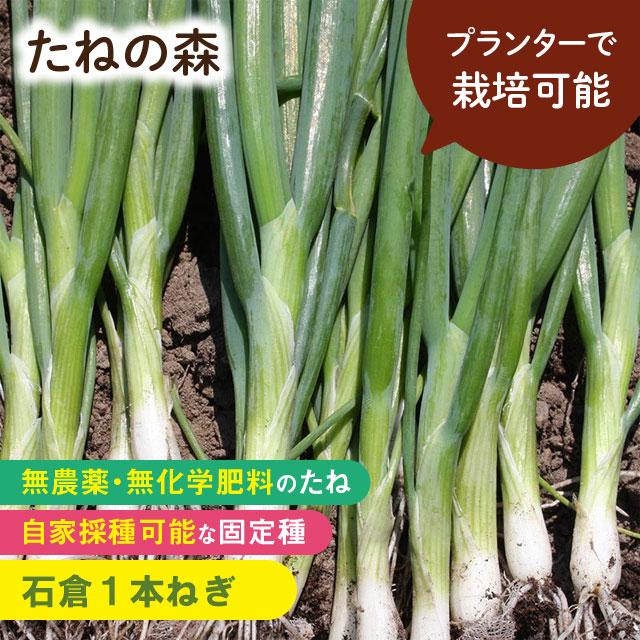 わけぎ 野菜 ネギ せんもと 無農薬 産地直送『葉ネギ』九条ねぎ ネコポス 農薬:栽培期間中、不使用
