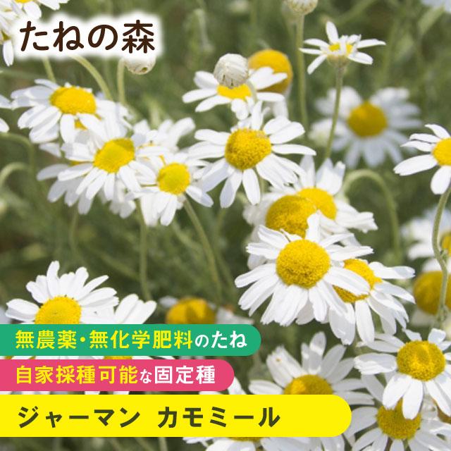 たねの森 ジャーマン カモミール 無農薬 無化学肥料 固定種 自家採種 Mori 1014 Manai 通販 Yahoo ショッピング