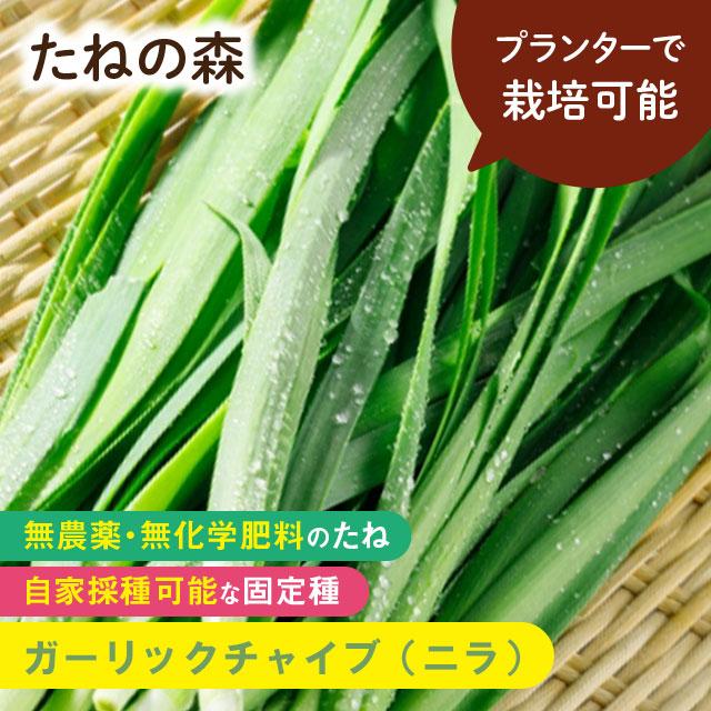 たねの森 ガーリックチャイブ（ニラ） 無農薬 無化学肥料 固定種 自家