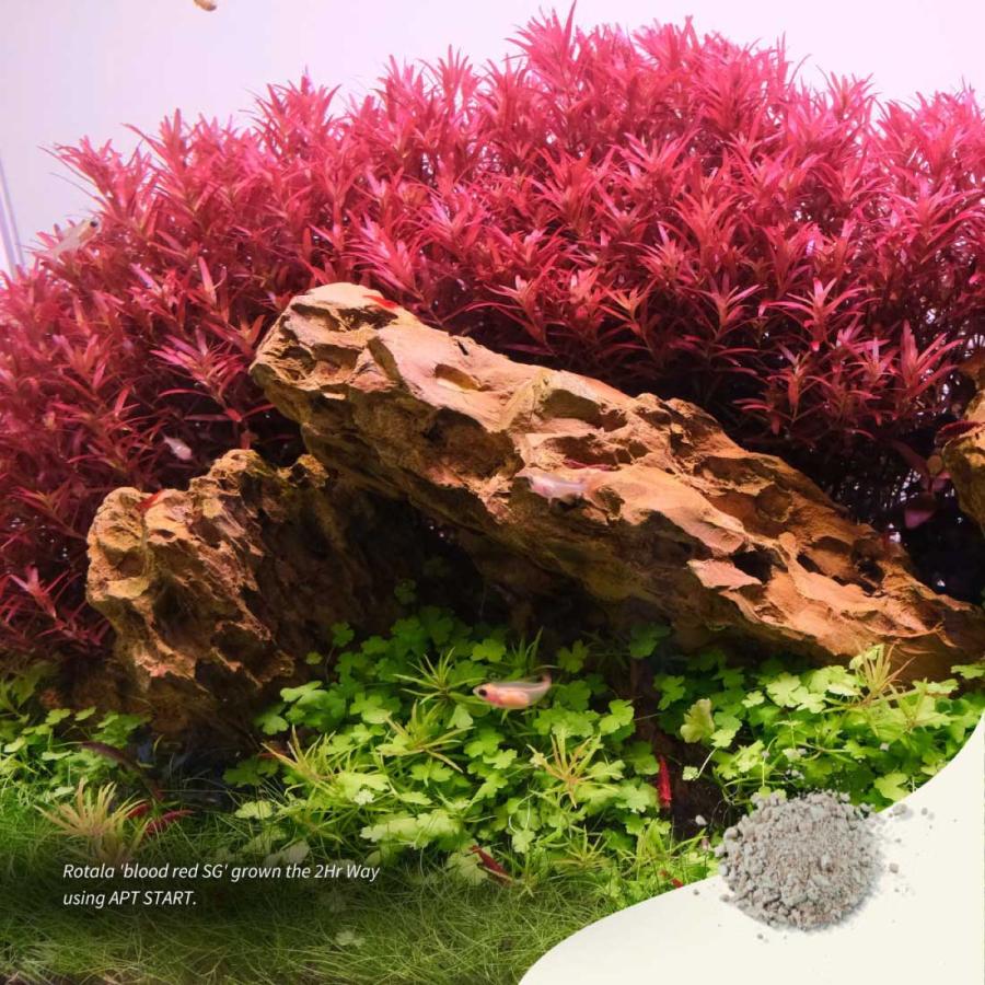 THE 2HR AQUARIST アクアリウム 水槽 水草 水槽立ち上げ用 水槽