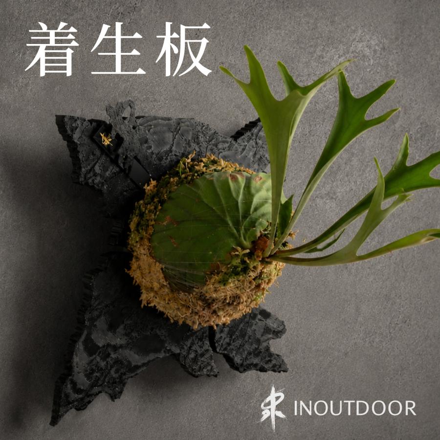 ビカクシダ 板付 壁掛け 観葉植物 残像・幻影】ビカクシダ 着生板 板のみ コウモリラン 板付 壁掛け