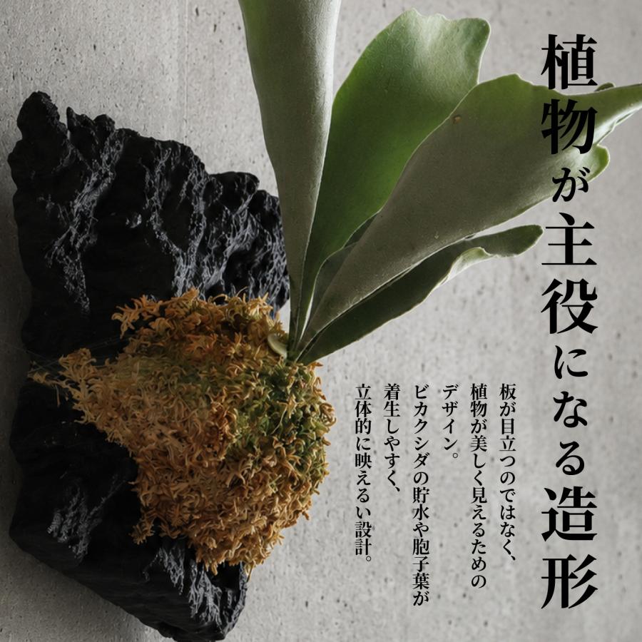宵木】ビカクシダ 着生板 板のみ コウモリラン 板付 壁掛け インテリア