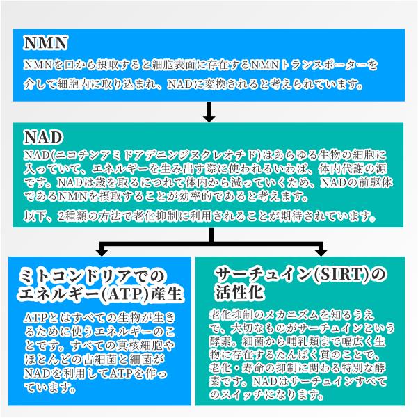 【正規販売店】Life up NMN(60粒)[NMNが1カプセルに125mg配合 コエンザイム レスベラトロール 黒胡椒抽出物]【送料無料(北海道・沖縄・離島を除く)】 |  | 04