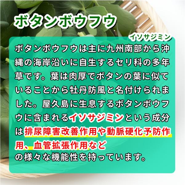 【正規販売店】モレンケア(90粒)[かぼちゃ種子エキス 屋久島産ボタンボウフラ 薬用かぼちゃ イソサミジン]【送料無料(北海道・沖縄・離島を除く)】 |  | 02