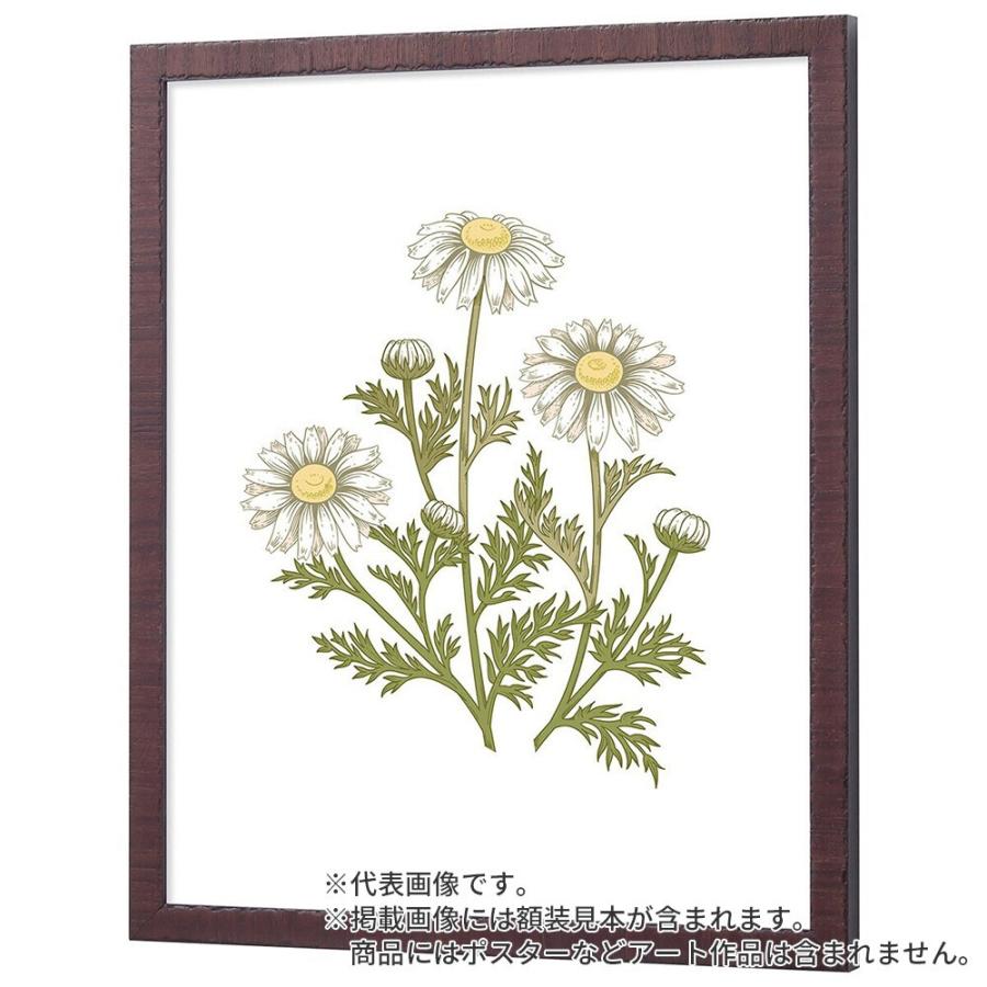 デッサン額縁 カリマンタン セピア 半切 額内寸(545×424mm) 表面(アクリル) ラーソン・ジュールの画像