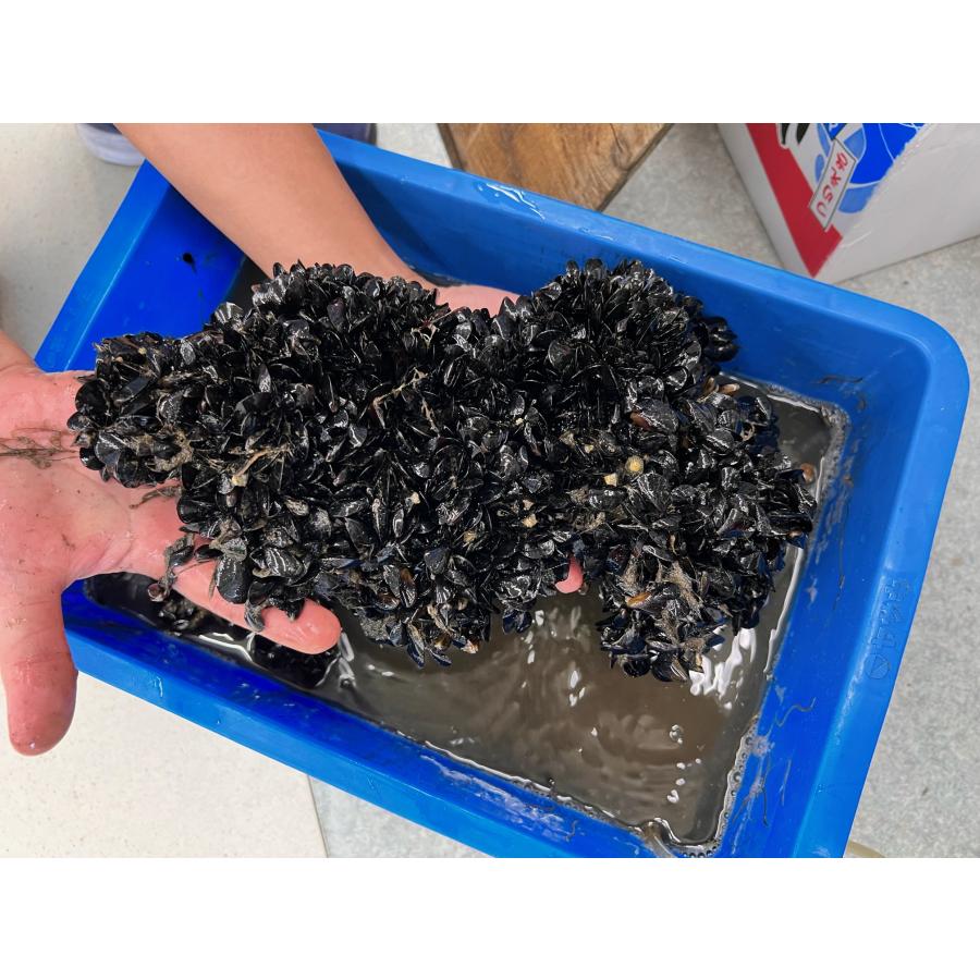 天然 カラス貝100g 繊維付き クール便 今ダケ送料無料