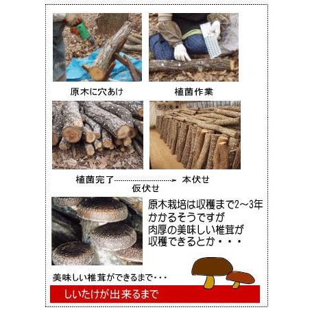 しいたけビット 半月型 8.5mm スターエム 42-085 |  | 03
