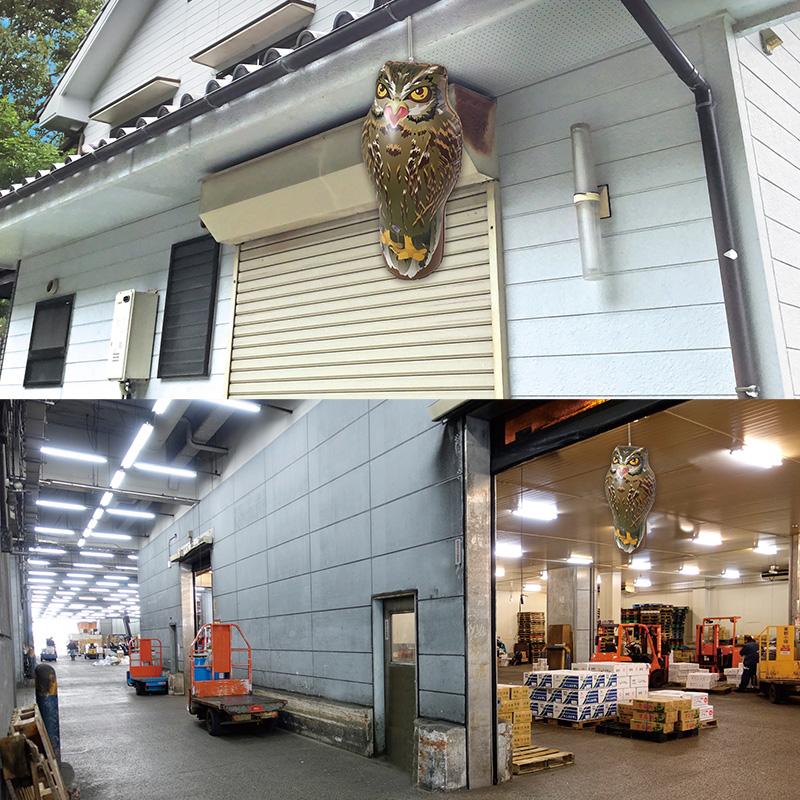 龍宝丸 鳥追いフクロウ 取寄品 高芝ギムネ K-903 |  | 03