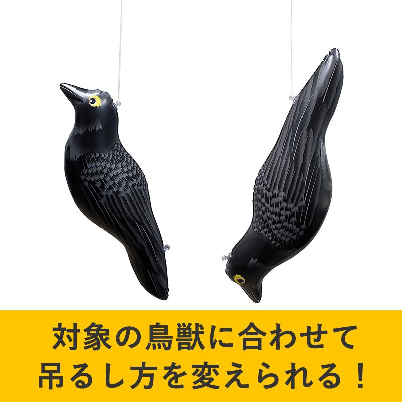 龍宝丸 鳥追いカラス 取寄品 高芝ギムネ K-904 |  | 01