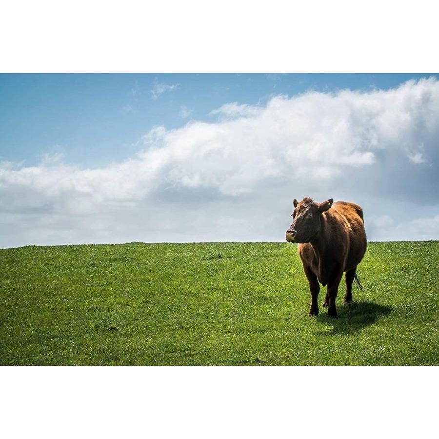 流行 ドッグフード エアドライ グレインフリー Ziwipeak ビーフ Ziwi セット お値段そのまま オリジナル今治ハンドタオル ４kg ドッグフード Theaustralianexplorer Com Au