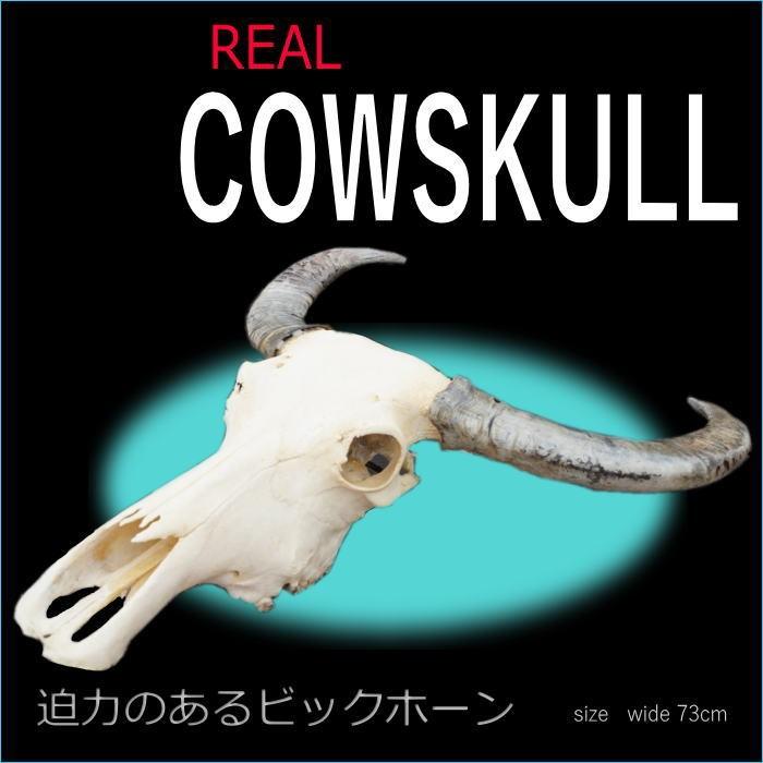 送料無料】リアルカウスカルヘッド オブジェ 角大 壁掛け 送料無料】リアルカウスカルヘッド オブジェ 角大 壁掛け