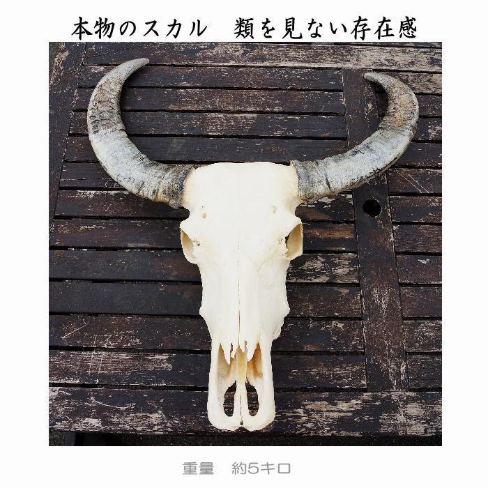 送料無料】リアルカウスカルヘッド オブジェ 角大 壁掛け 送料無料】リアルカウスカルヘッド オブジェ 角大 壁掛け