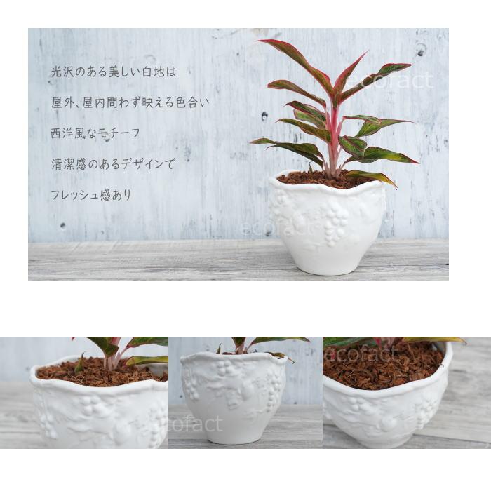 おしゃれ フラワーポット 陶器鉢 植木鉢 ミニポット ホワイト フルーツ