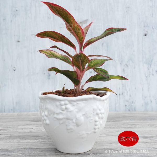 レリーフ彩花鉢 盆栽鉢 磁鉢山野草鉢 多肉植物 植木鉢 小品大品盆栽鉢陶器鉢置物 おしゃれ フラワーポット 陶器鉢 植木鉢 ミニポット ホワイト フルーツ