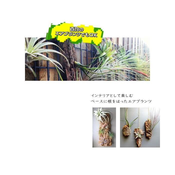 バージンコルク LSサイズ（15〜20cm × 35cm) +-2cm 天然木 樹皮