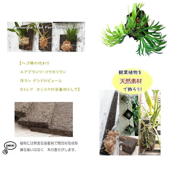 コウモリラン 板付け ビカクシダ 板 ヘゴ代用品 フェゴ 養生