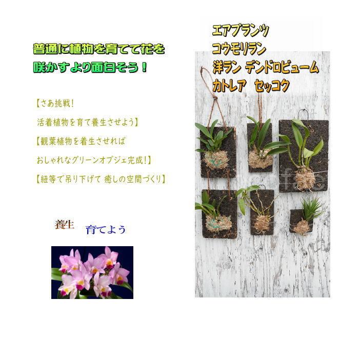 ヘゴ板 コウモリラン 板付け ビカクシダ 板 ヘゴ代用品 フェゴ 養生