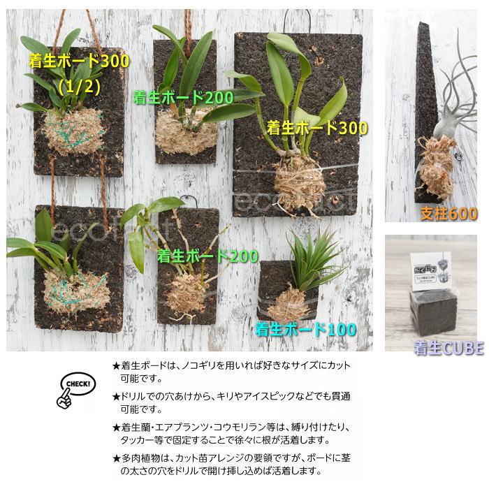 コウモリラン 板付け ビカクシダ 板 ヘゴ代用品 フェゴ 養生