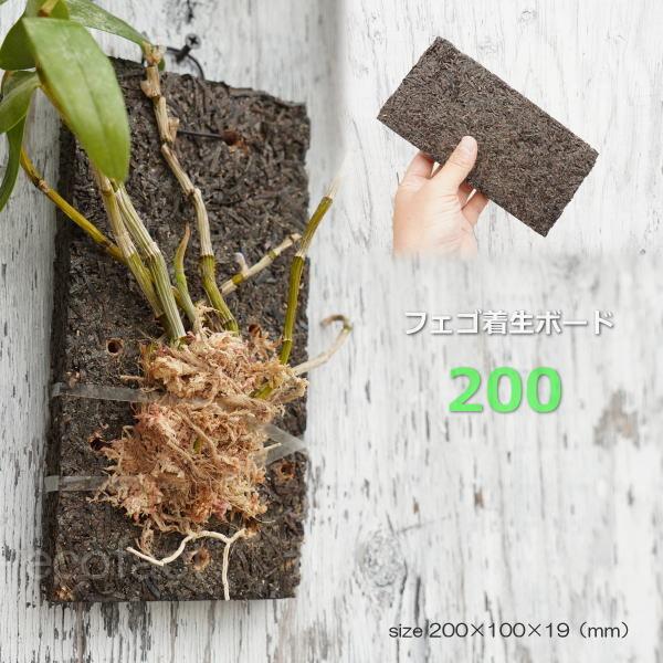 コウモリラン 板付け ビカクシダ 板 ヘゴ代用品 フェゴ 養生 ボード200