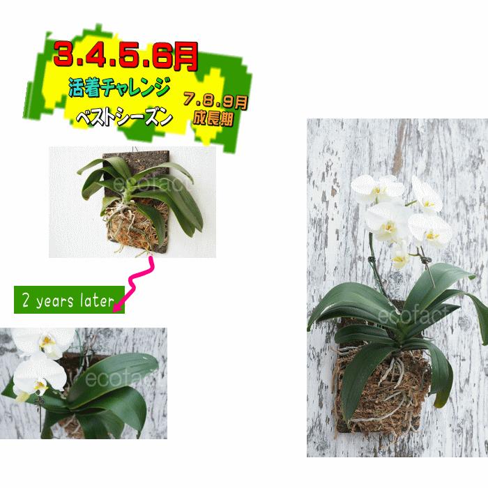 ヘゴ板 コウモリラン 板付け ビカクシダ 板 ヘゴ代用品 フェゴ 養生 ボード200