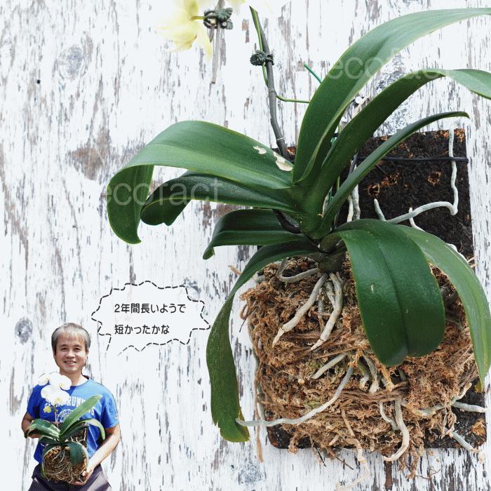 ビカクシダB ヒカゲヘゴ板付きハンギング ビカクシダB ヒカゲヘゴ板付きハンギング 観葉植物