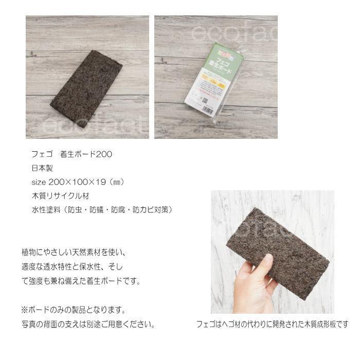 ヘゴ板 コウモリラン 板付け ビカクシダ 板 ヘゴ代用品 フェゴ 養生 ボード200