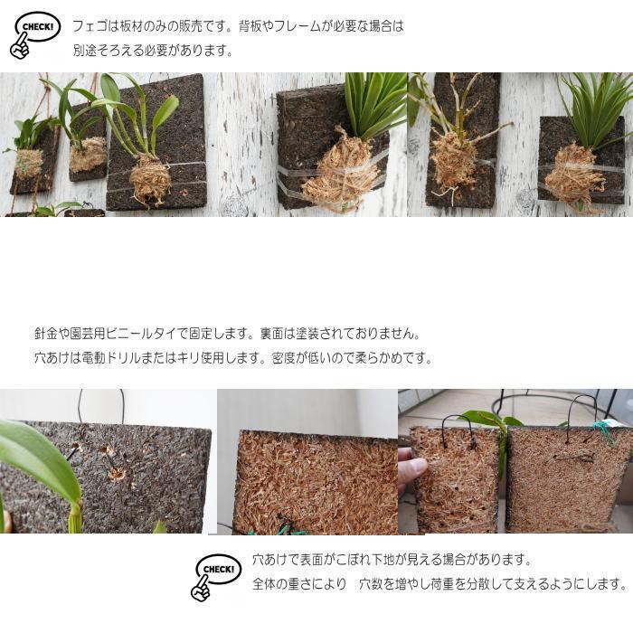 コウモリラン 板付け ビカクシダ 板 ヘゴ代用品 フェゴ 養生 ボード200