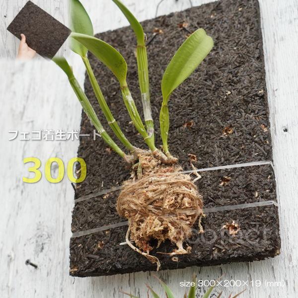 コウモリラン 板付け ビカクシダ 板 ヘゴ代用品 フェゴ 養生 ボード300