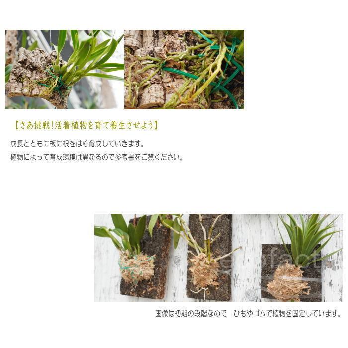 コウモリラン 板付け ビカクシダ 板 ヘゴ代用品 フェゴ 養生 ボード300