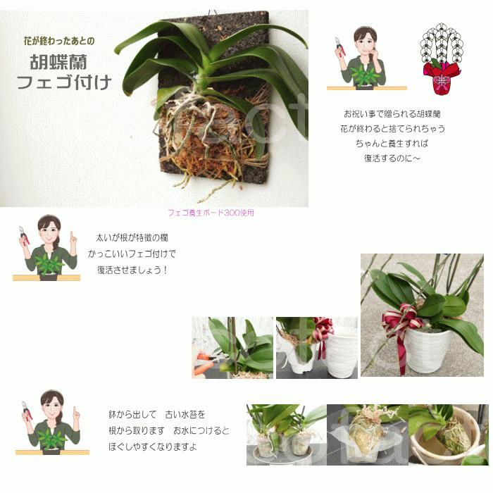 コウモリラン 板付け ビカクシダ 板 ヘゴ代用品 フェゴ 養生 ボード300
