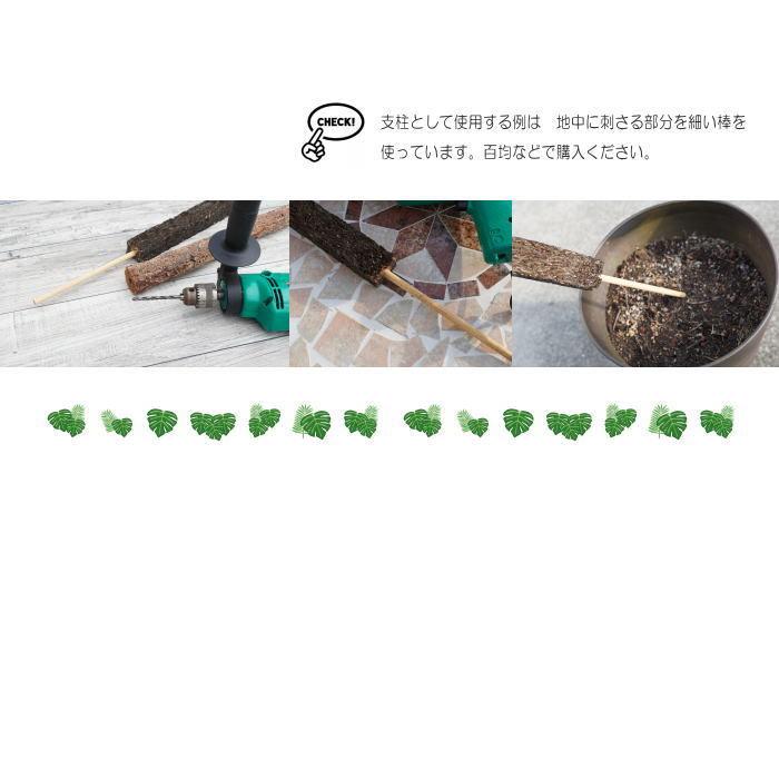 モンステラ ポトス 園芸 支柱 60cm 棒付け ヘゴ代用品 フェゴ 支柱 600 園芸資材 つる性植物 誘引 花ささえ フラワー支柱 他製品同梱不可 Y エリア27 通販 Yahoo ショッピング