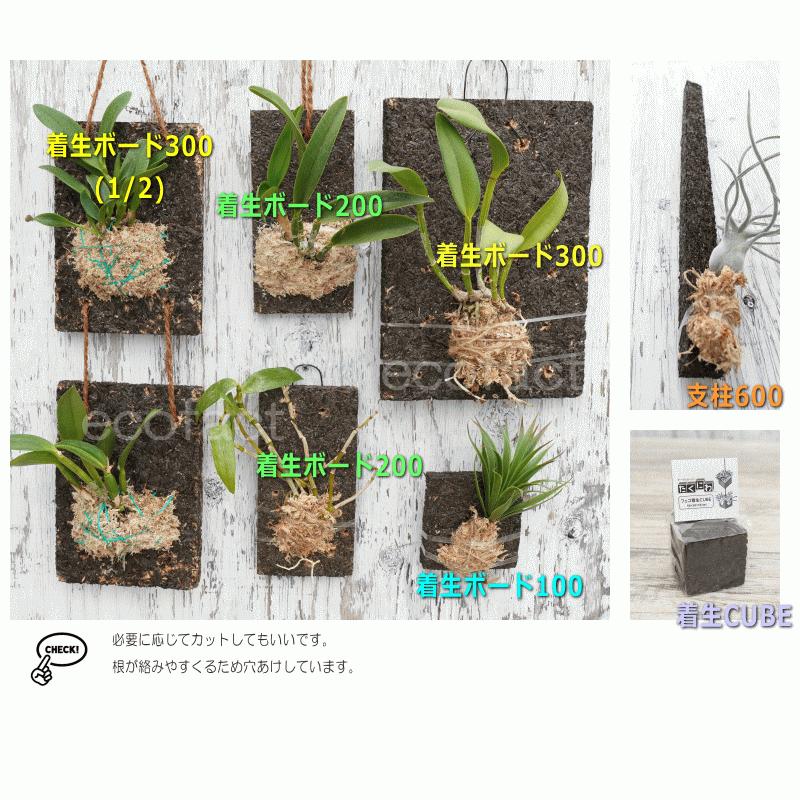 モンステラ ポトス アロイド系 のぼり棒 園芸 支柱 60cm 棒付け ヘゴ代 