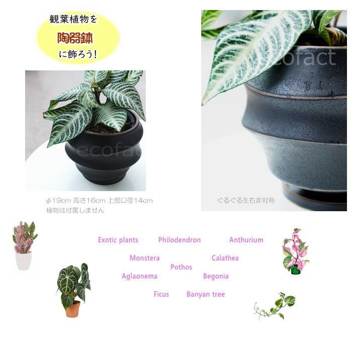 陶器鉢 植木鉢 ミニポット 底穴あり 皿付 ループ φ19cm プランター