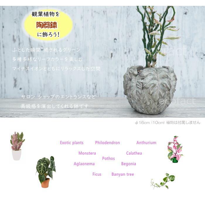 鉢カバー 植木鉢 おしゃれ セメント鉢 リーフ モチーフ φ16(10) cm