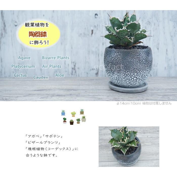 セメント鉢 植木鉢 ミニポット シェビーボール グレイ φ14(10) cm  プランター 園芸鉢 観葉植物 アガベ ビザールプランツ 塊根植物 コーデックス 多肉植物｜area27｜02