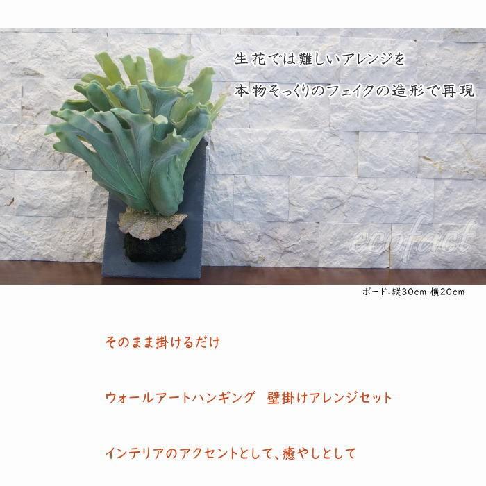 【巨大】ビカクシダ 壁掛け観葉植物（引取限定） ビカクシダ・ネザーランド 壁掛け | 観葉植物の通販 AND PLANTS