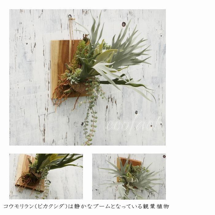 フェイクグリーン ハンギング 大型 壁掛け コウモリラン