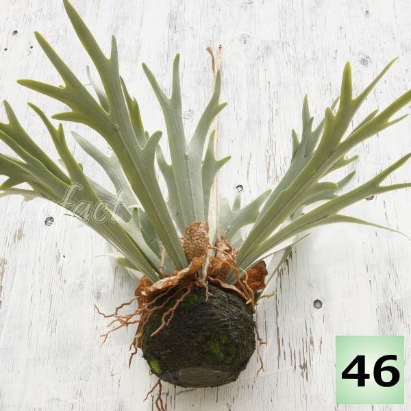 フェイクグリーン ハンギングボール46cm 大型 壁掛け コウモリラン ビカクシダ 苔玉 人工観葉植物 おしゃれ ウォールアート 造花 Y エリア27 通販 Yahoo ショッピング