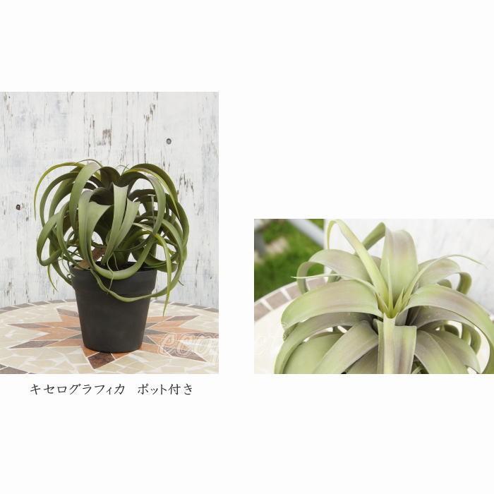 フェイクグリーン キセログラフィカ 30cm ポット エアプランツ