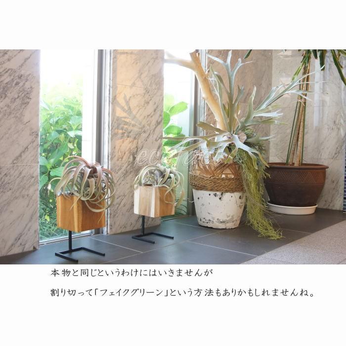 フェイクグリーン キセログラフィカ 30cm ポット エアプランツ