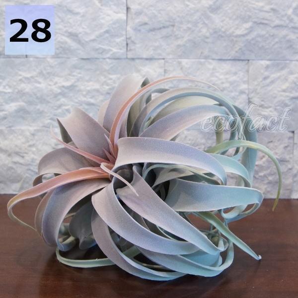 激安人気新品 フェイクグリーン キセログラフィカ レッド 28cm ピック エアプランツ チランジア 人工観葉植物 おしゃれ ウォールアート 造花 Whitesforracialequity Org